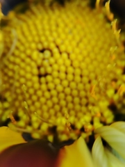 Gazania