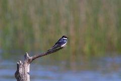 Hirundo albigularis