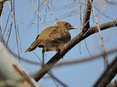 Turdus grayi