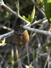 Sphodromantis viridis