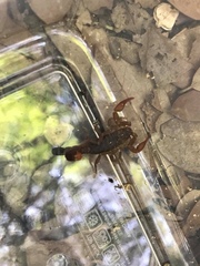 Pseudouroctonus reddelli