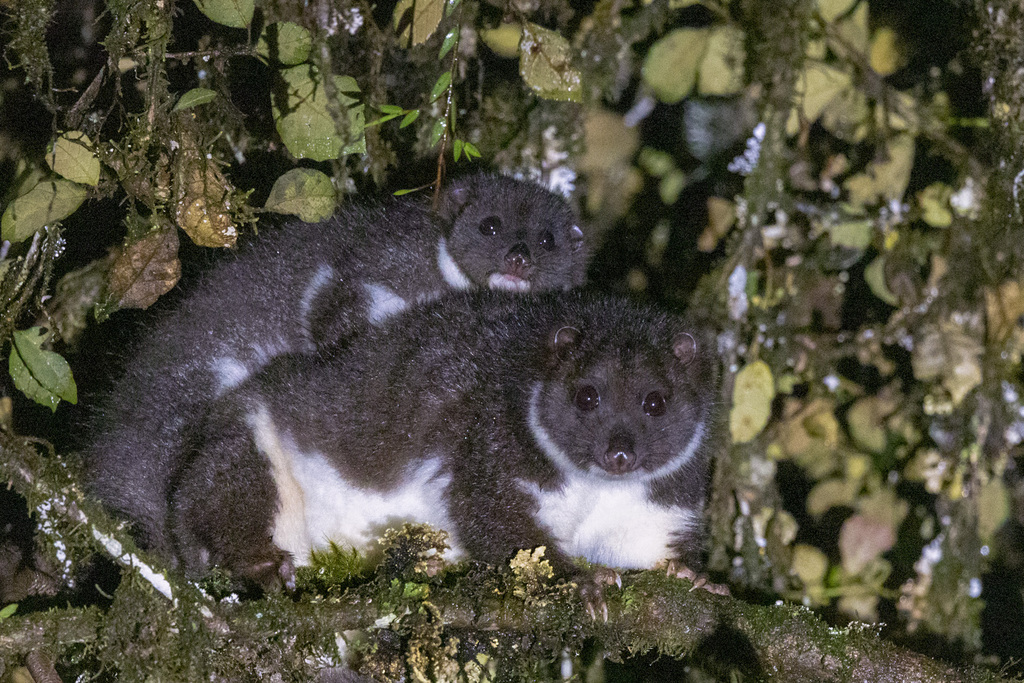 Stein's Cuscus