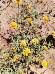 Thymophylla aurea