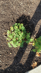 Geranium carolinianum