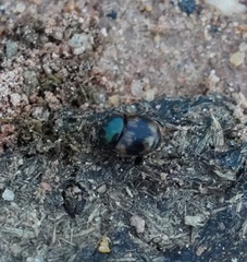 Onthophagus