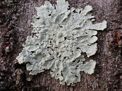 Flavoparmelia caperata