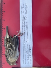 Ammodramus savannarum