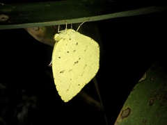 Eurema mandarina
