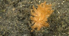 Phyllodesmium