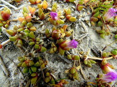 Disphyma dunsdonii