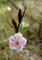 Limonium anthericoides