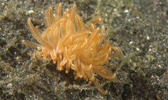Phyllodesmium