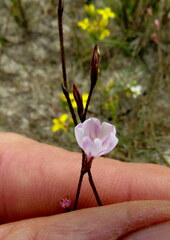 Limonium anthericoides