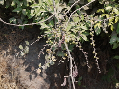 Celastrus paniculatus