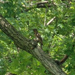 Colaptes auratus luteus