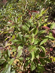 Ericaceae