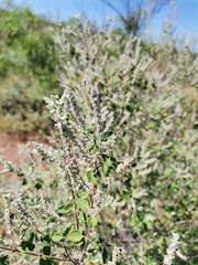 Aloysia