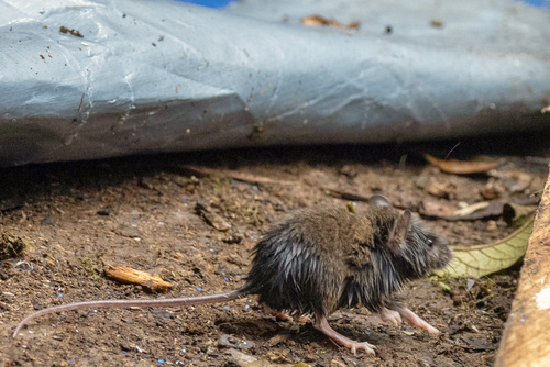 Vogelkop mountain rat
