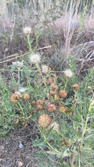 Gaillardia