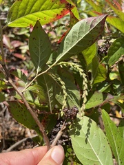 Ericaceae