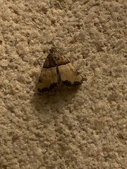 Cobubatha dividua