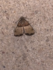 Cobubatha dividua