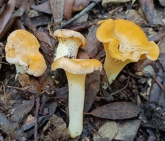 Cantharellus pallens