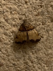 Cobubatha dividua