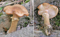 Armillaria gemina