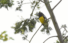 Pheucticus aureoventris