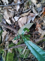 Photinia serratifolia
