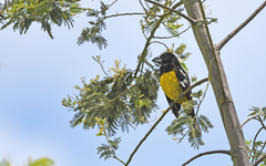 Pheucticus aureoventris