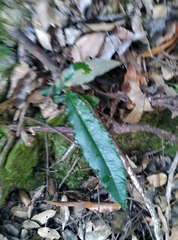 Photinia serratifolia