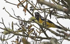 Pheucticus aureoventris