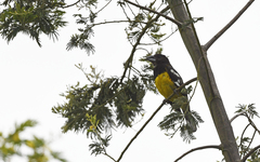 Pheucticus aureoventris