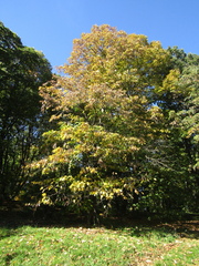 Tilia americana heterophylla