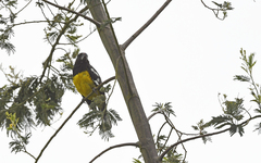 Pheucticus aureoventris