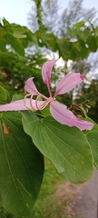 Bauhinia purpurea