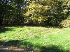 Tilia americana heterophylla
