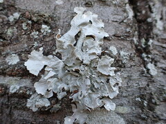 Parmelioideae