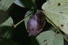 Syconycteris australis