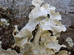 Parmelioideae