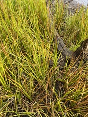 Sparganium americanum