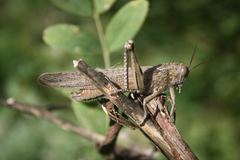 Anacridium aegyptium