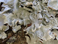 Parmelioideae
