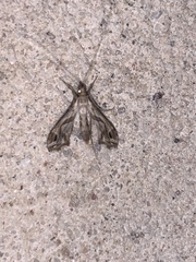 Lineodes integra