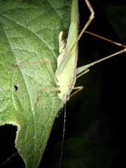 Phaneroptera nigroantennata