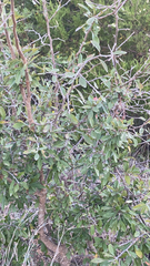 Sarcomphalus obtusifolius