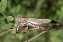 Anacridium aegyptium
