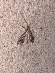 Lineodes integra